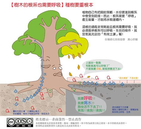 大樹的好處|為何要種樹？樹木對人類的不可思議好處